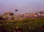 This log and submerged parallel timbers still remain from the Russel marine railway, although the steel is gone.